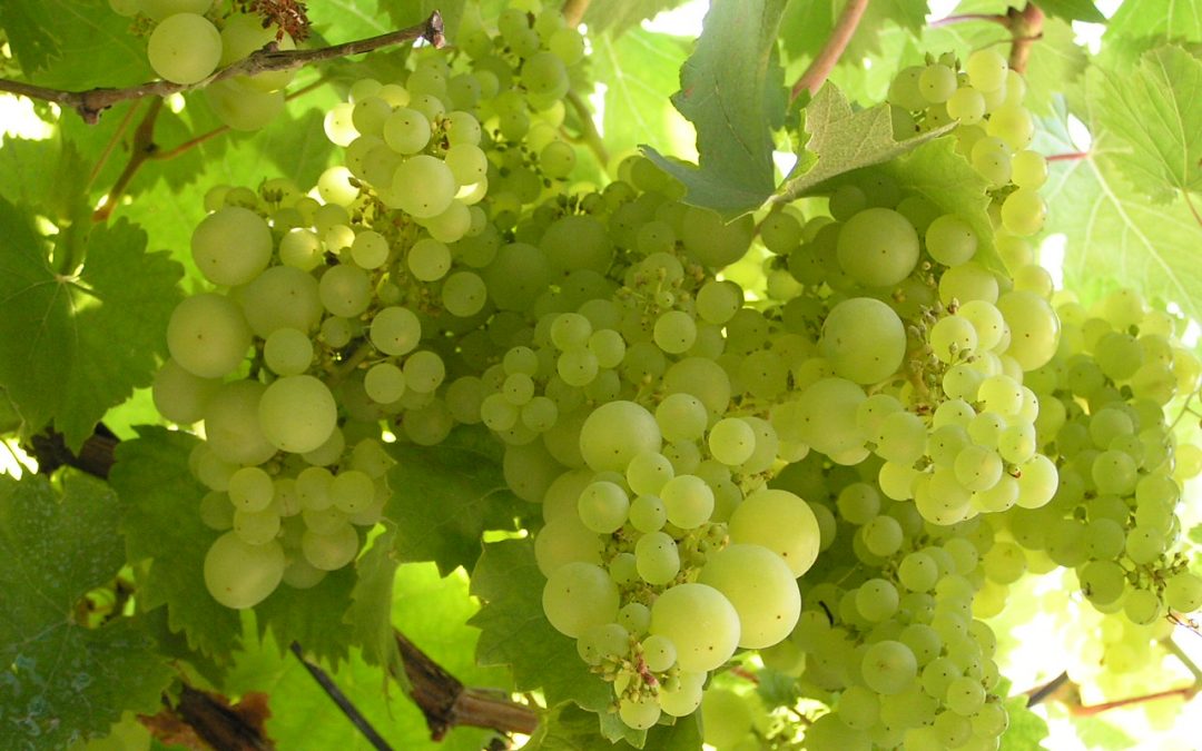 Massive Benefits from Taking Grape Seed Extract  New Study Results