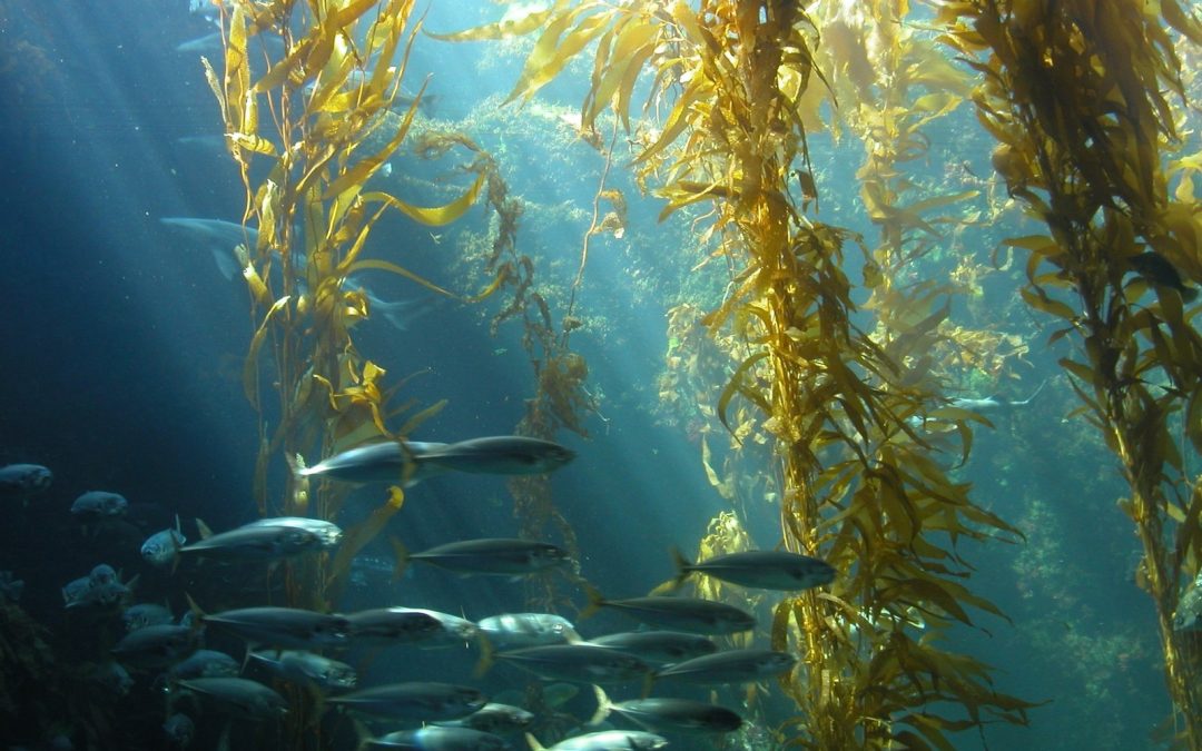 How Seaweed Supplements Boost Overall Health and Wellness