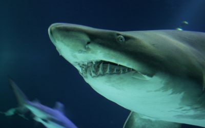 Shark liver oil may offer a barrier against the whooping cough surge