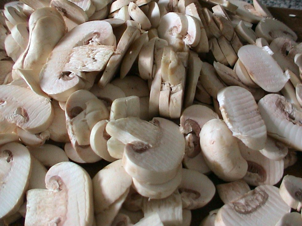 UT Health research shows mushroom extract, AHCC, helpful in treating