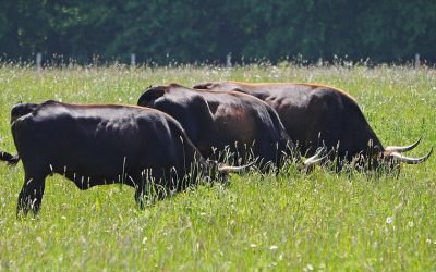 The Difference: Grass-Fed vs Grain-Fed